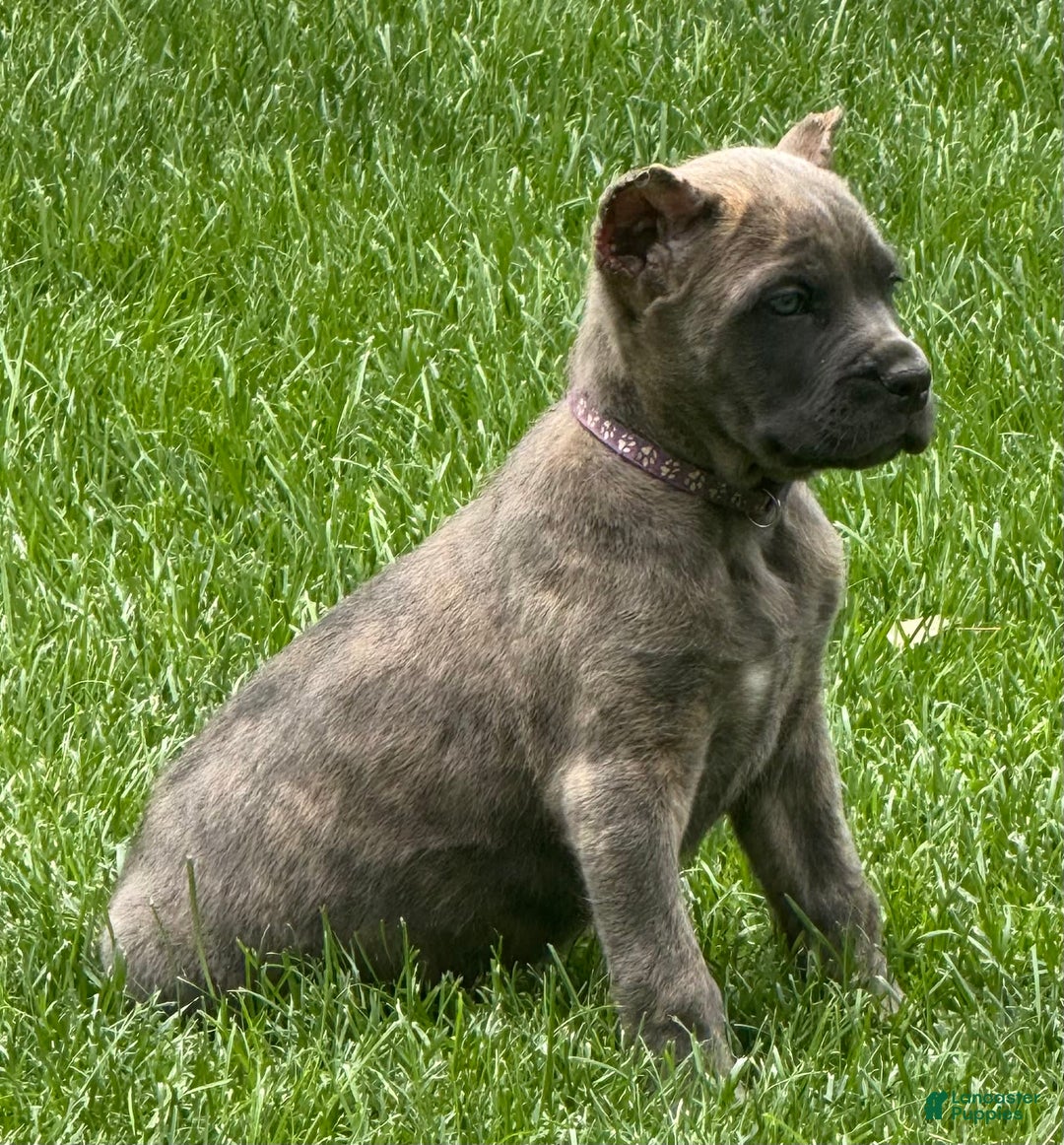 Cane Corso dogs for sale: Brynn - Image 15