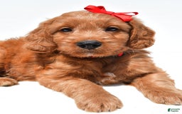 Mini Goldendoodle dogs for sale: Travis - Image 7