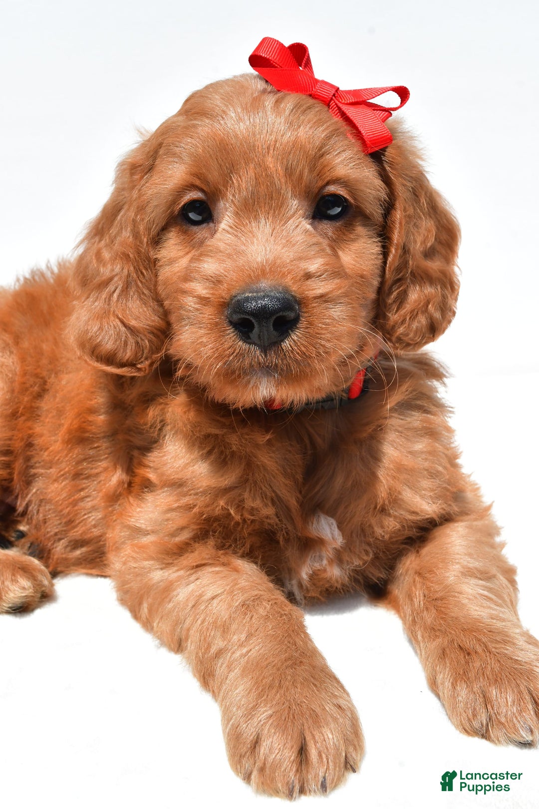 Mini Goldendoodle dogs for sale: Travis - Image 7