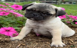 Pug dogs for sale: Puggles - Image 4