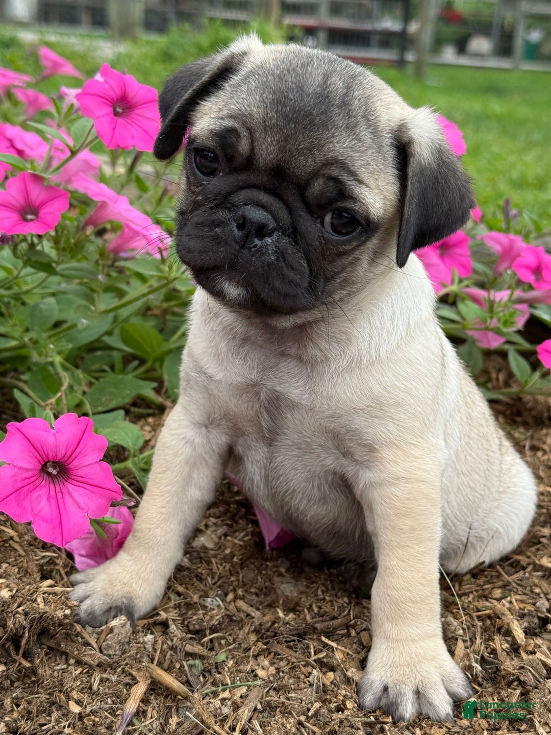 Pug dogs for sale: Puggles - Image 4