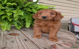 Mini Goldendoodle dogs for sale: Mini-logan - Image 3