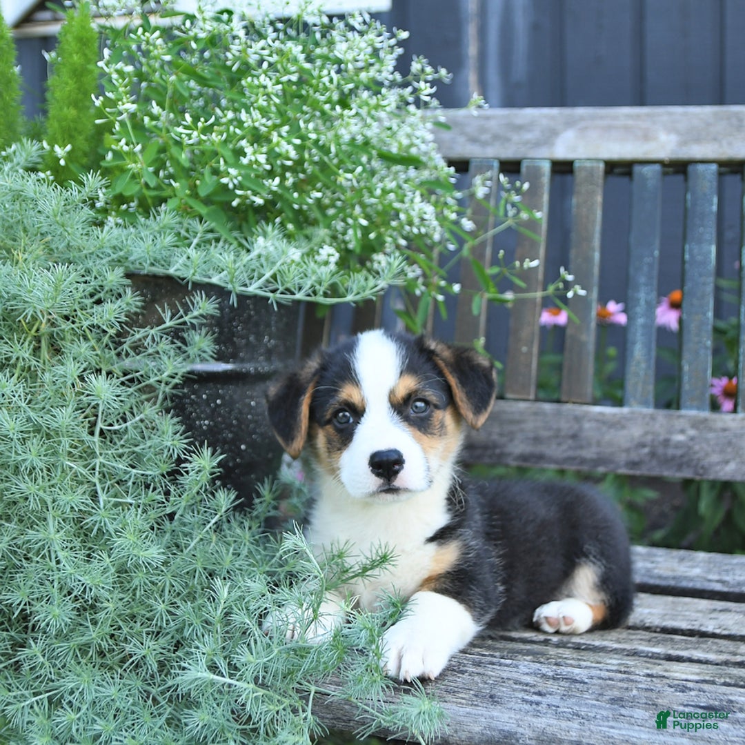 Welsh Corgi Pembroke dogs for sale: Hunter - Image 2