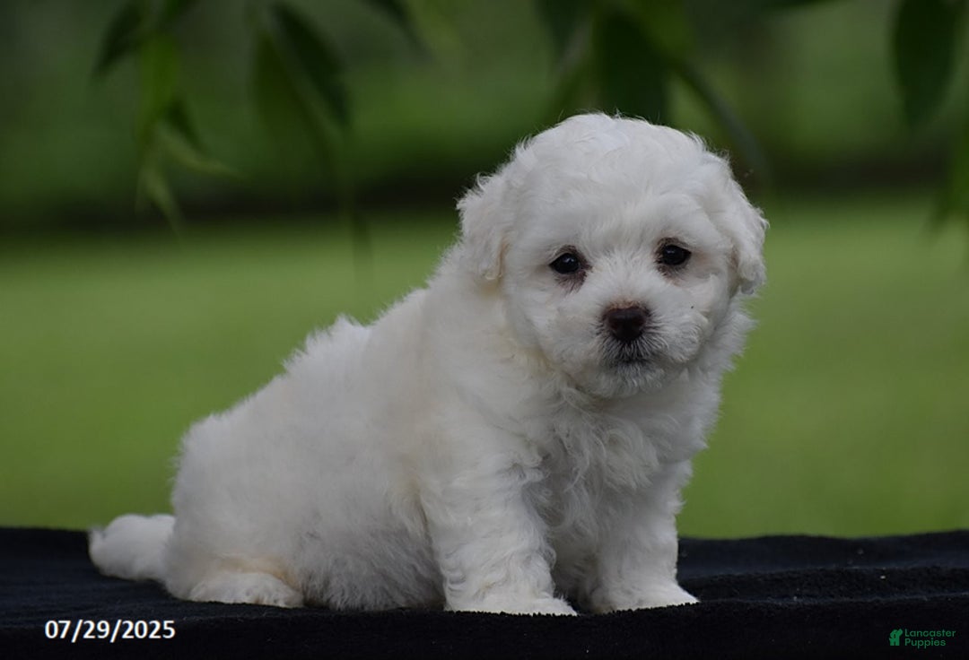 Bichon Frise dogs for sale: Tony - Image 6