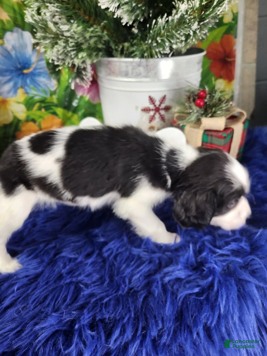 English Springer Spaniel dogs for sale: Jaclyn - Image 4