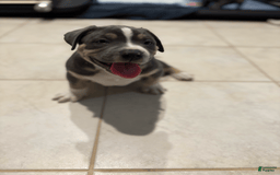 American Bully dogs for sale: Rocky - Image 1
