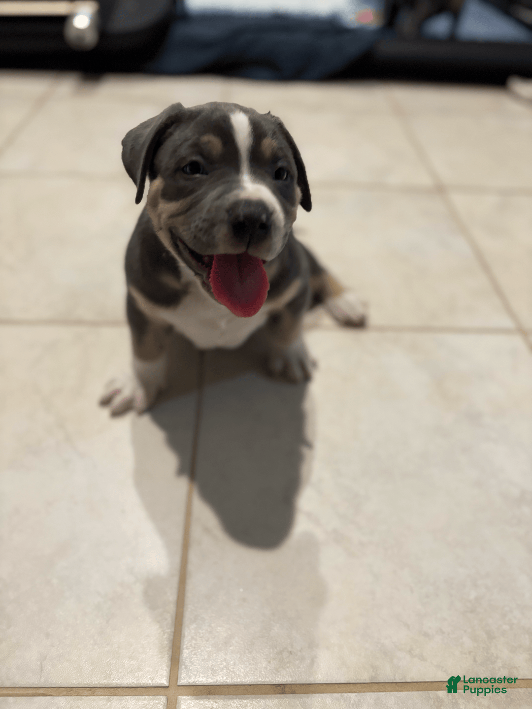 American Bully dogs for sale: Rocky - Image 1