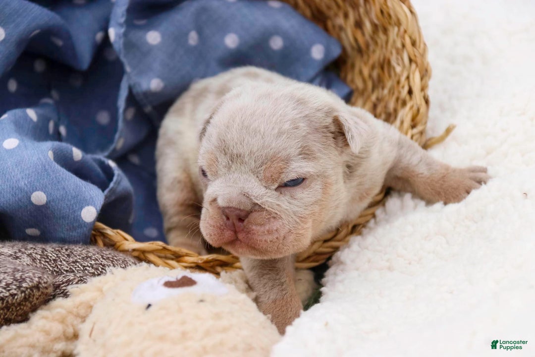 English Bulldog dogs for sale: Turbo - Image 21