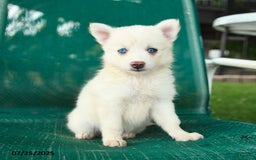 Pomsky dogs for sale: Rome - Image 5