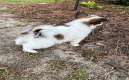 Papillon dogs for sale: Female Puppy 2 - Image 3