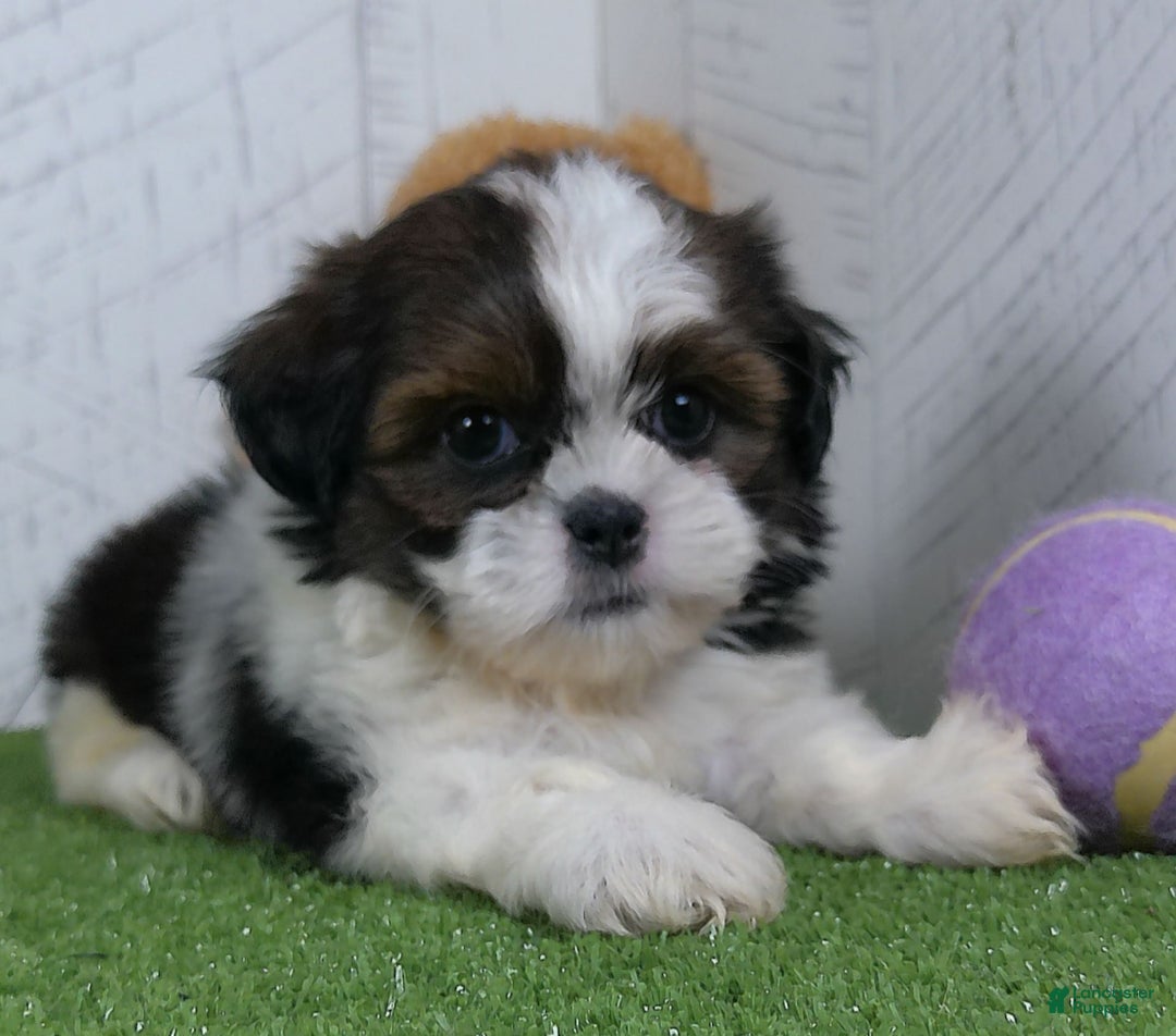 Shih Tzu dogs for sale: Lilly - Image 1