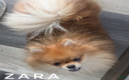 Pomeranian dogs for sale: Zara - Akc - Orange Sable Merle - Image 5