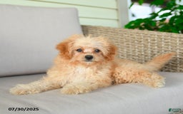 Bichpoo dogs for sale: Jasper - Image 10