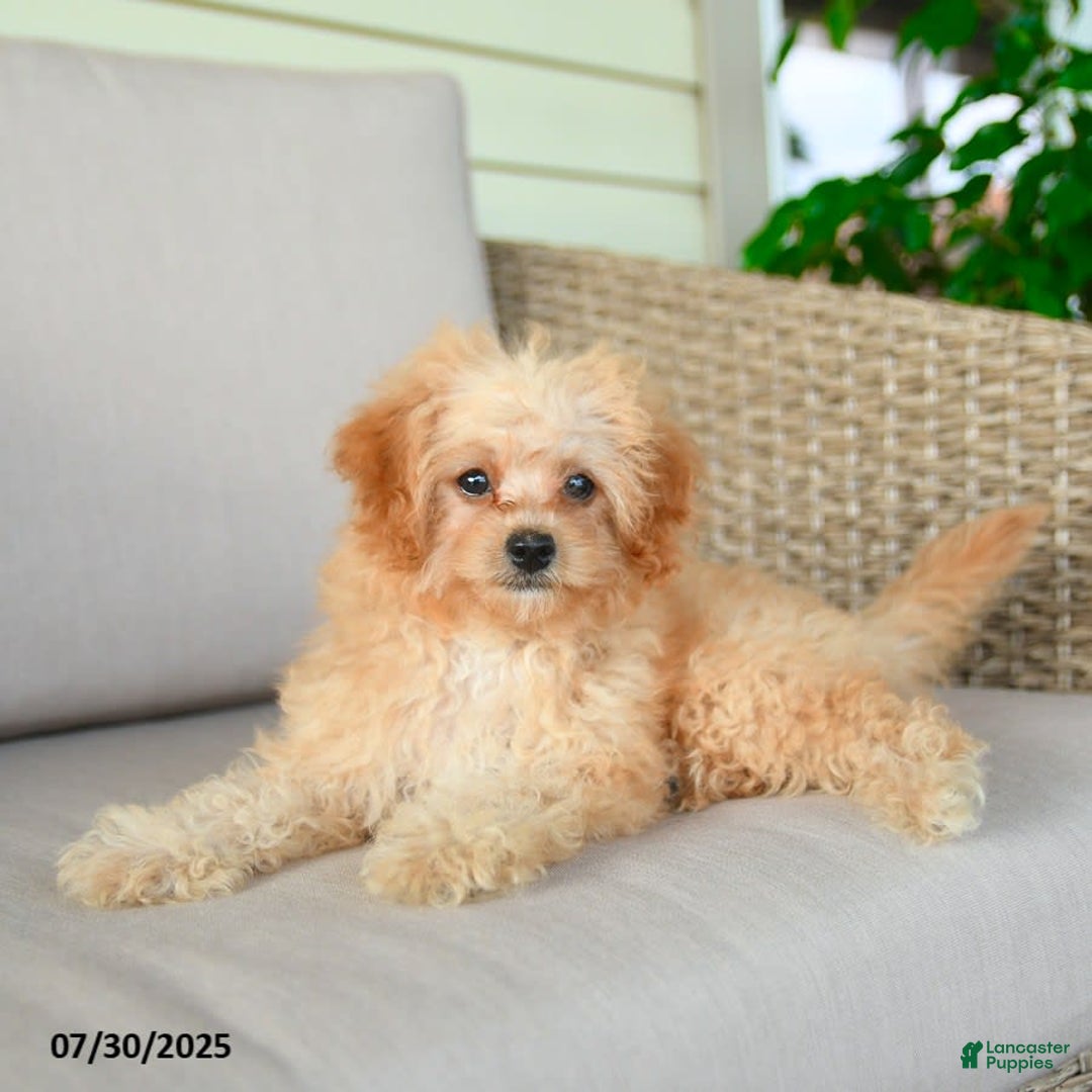 Bichpoo dogs for sale: Jasper - Image 10