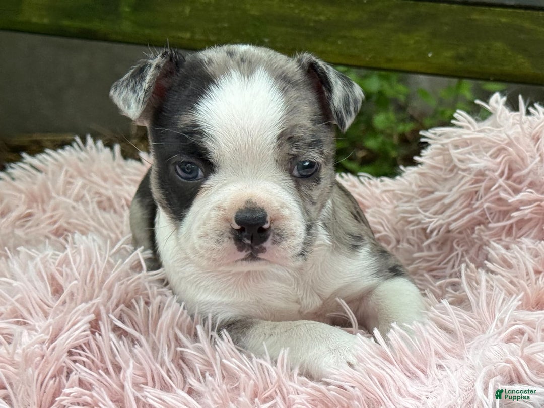 Frenchton dogs for sale: Jaida - Image 9