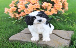Cavapoo dogs for sale: Connie - Image 2