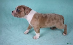 American Bully dogs for sale: Fawn/White Merle Male - Image 3