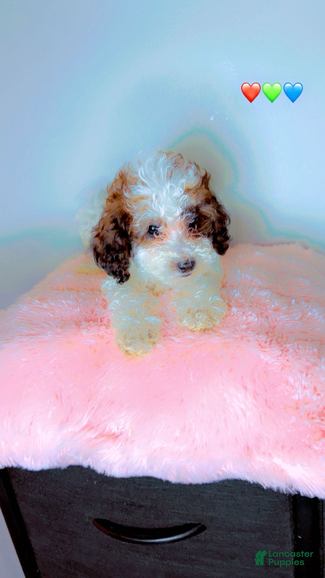 Miniature Poodle dogs for sale: Usher - Image 3
