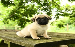 Pug dogs for sale: Jasper - Image 3