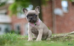 Frenchton dogs for sale: Nancy - Image 2