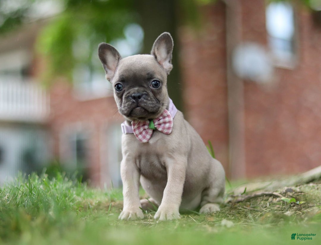 Frenchton dogs for sale: Nancy - Image 2