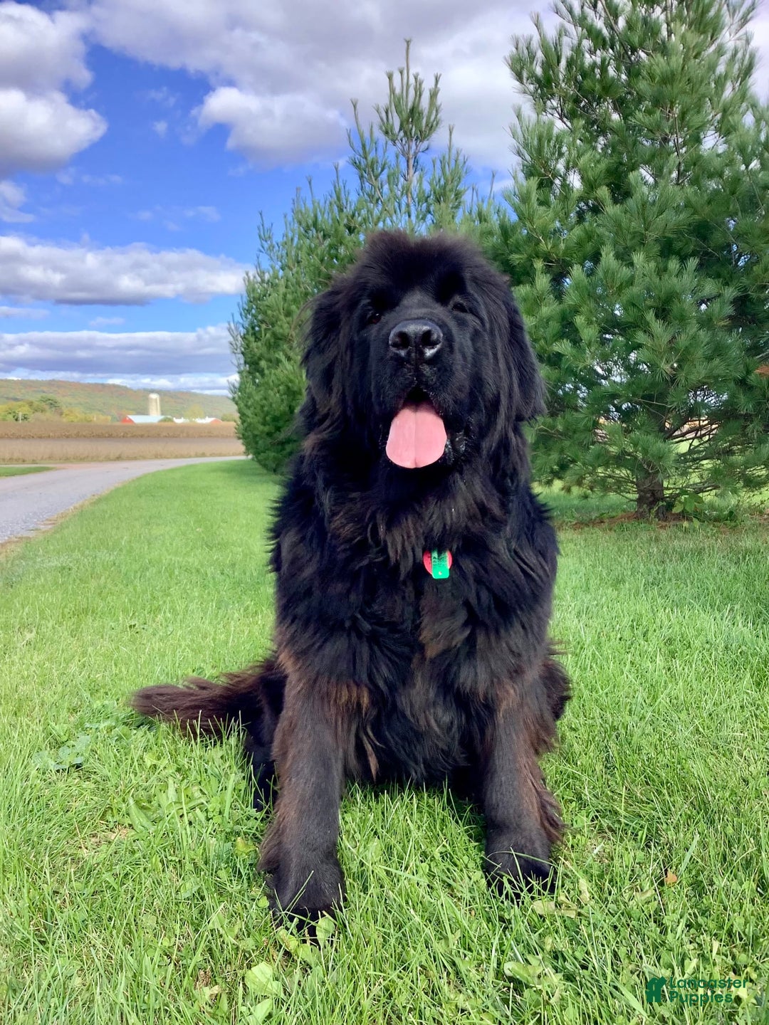 Newfoundland dogs for sale: Duke - Image 6