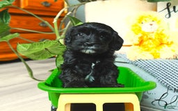 Havapoo dogs for sale: House Raised Billy - Image 17