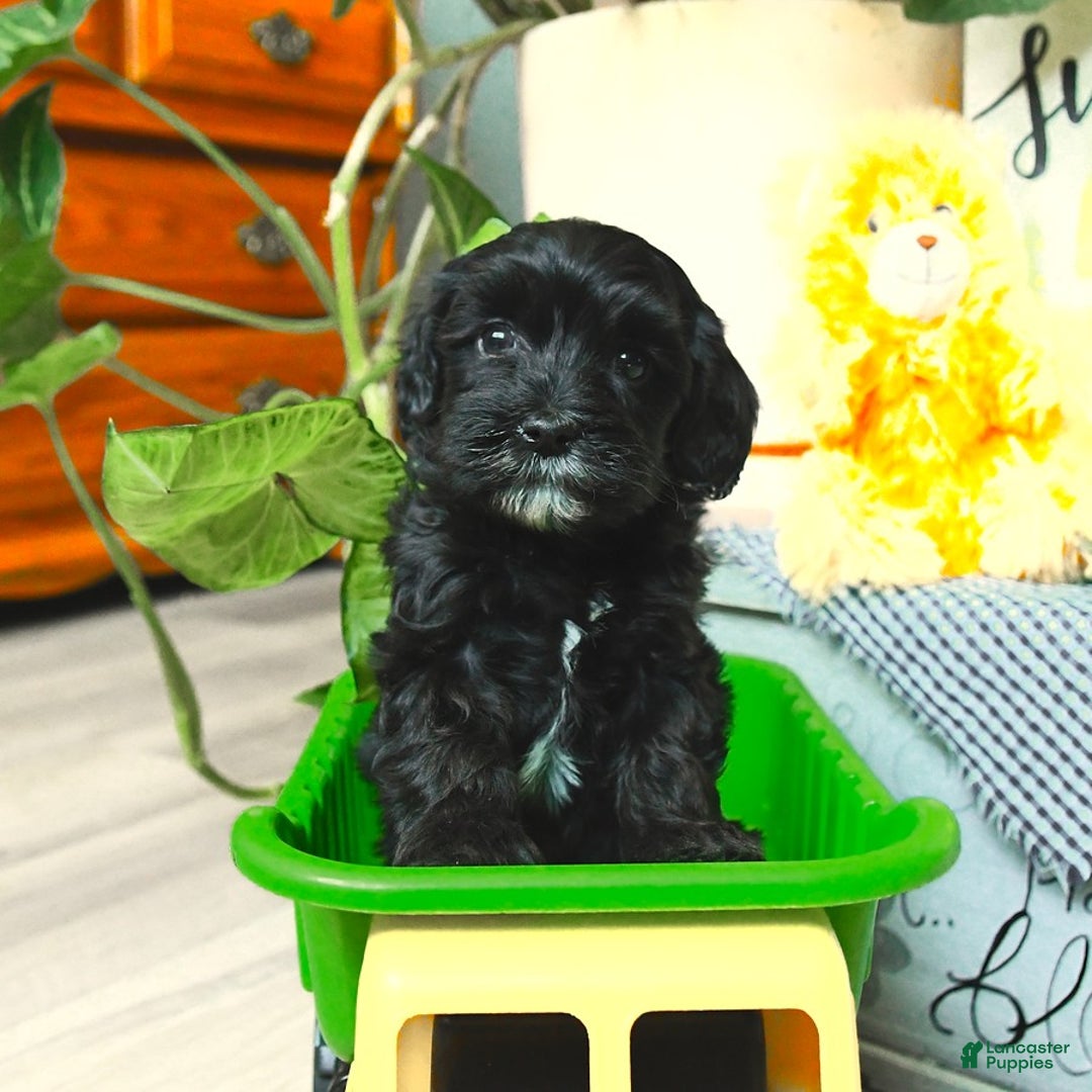 Havapoo dogs for sale: House Raised Billy - Image 17
