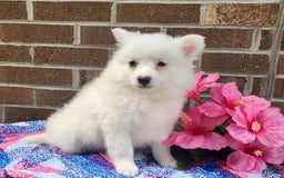 American Eskimo dogs for sale: Gloria - Image 3