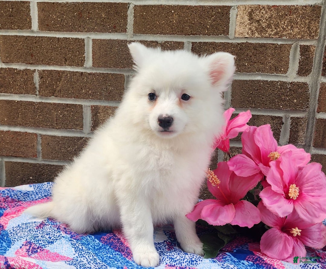 American Eskimo dogs for sale: Gloria - Image 3