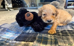 Goldendoodle dogs for sale: Regal Goldie - Image 2