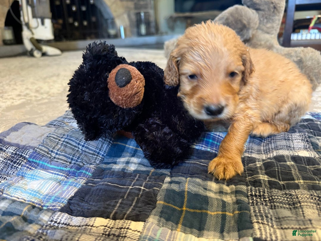 Goldendoodle dogs for sale: Regal Goldie - Image 2