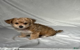 Bichpoo dogs for sale: Lizzy - Image 4