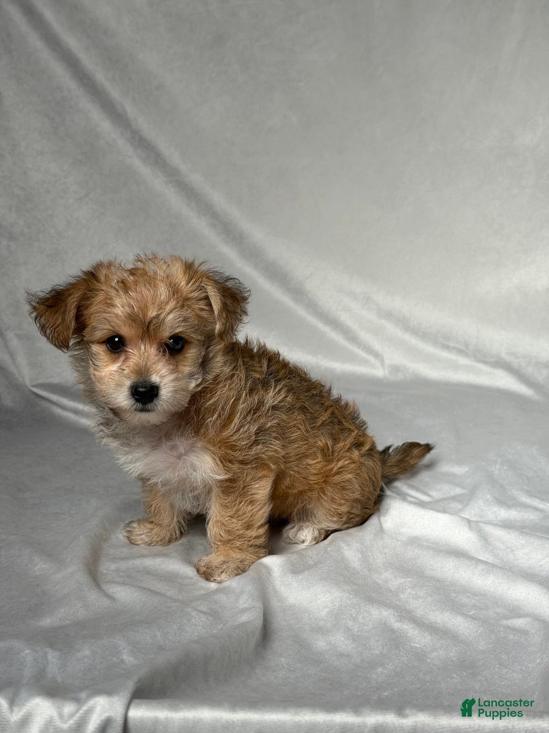 Bichpoo dogs for sale: Lizzy - Image 4