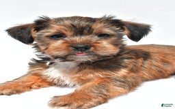 Morkie dogs for sale: Clifford - Image 7
