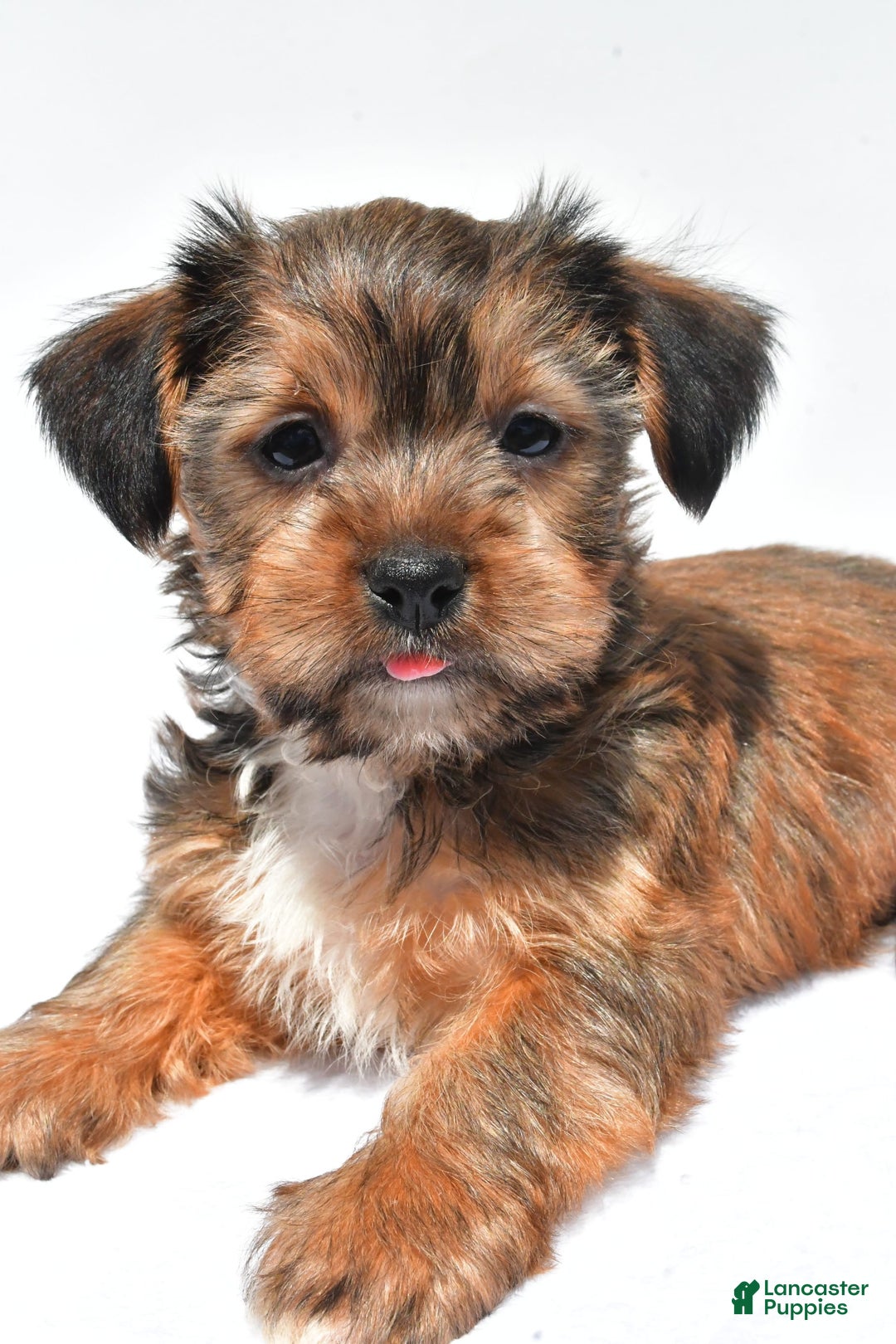 Morkie dogs for sale: Clifford - Image 7