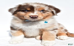 Miniature Australian Shepherd dogs for sale: Miniature Australian Shepherd 7 puppies - Image 22