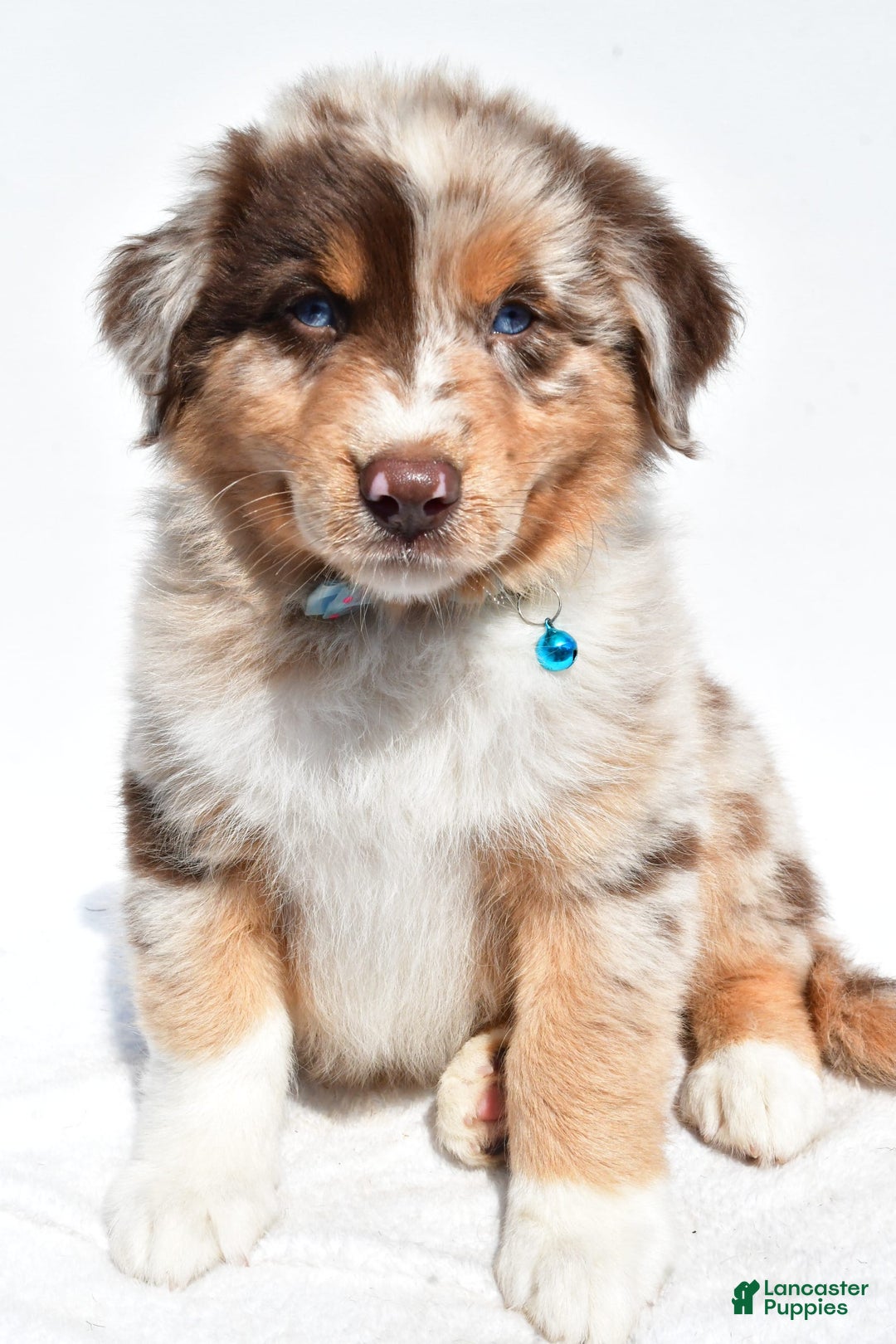 Miniature Australian Shepherd dogs for sale: Miniature Australian Shepherd 7 puppies - Image 22