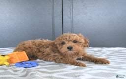 Mini Goldendoodle dogs for sale: Milo - Image 9
