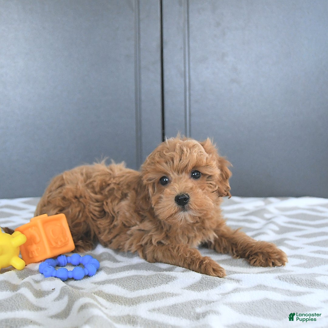 Mini Goldendoodle dogs for sale: Milo - Image 9