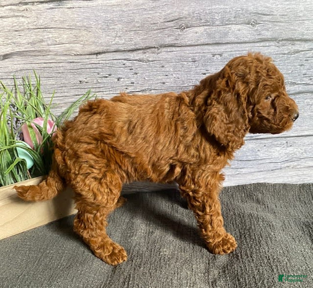 Mini Goldendoodle dogs for sale: Hazel - Image 4