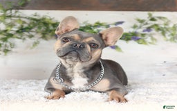 French Bulldog dogs for sale: Bubba - Image 6