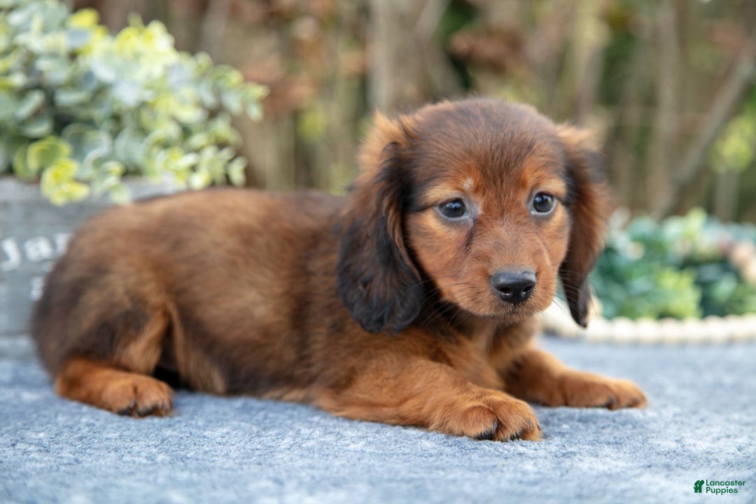 Miniature Dachshund dogs for sale: Mickey - Image 2