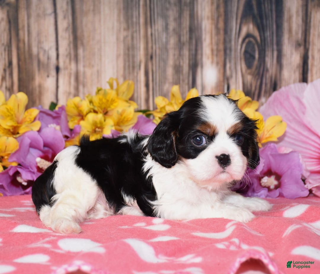 Cavalier King Charles Spaniel dogs for sale: Everest - Image 3