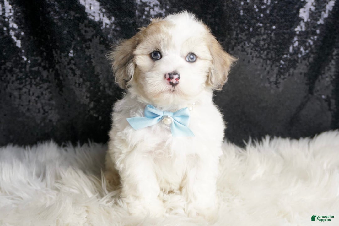 Maltipoo dogs for sale: Happy - Image 6