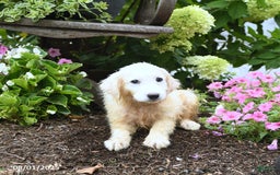 Maremma Sheepdog dogs for sale: Georgie - Image 1