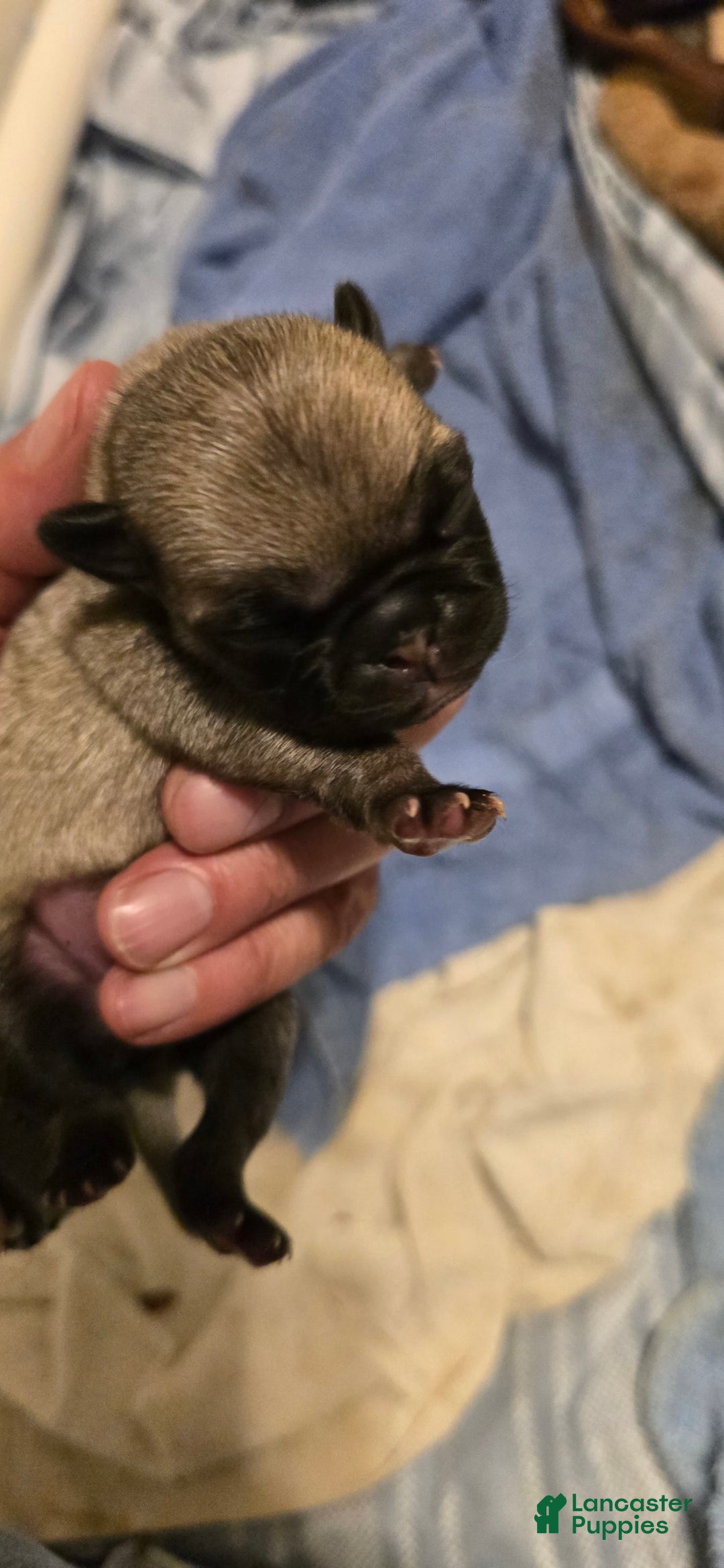 Pug dogs for sale: Derek - Image 9