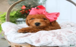 Bichpoo dogs for sale: Mauve - Image 3