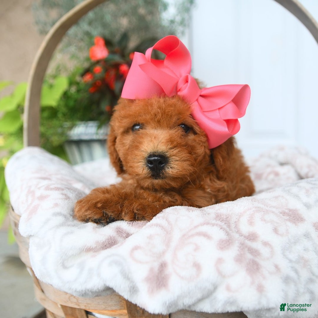 Bichpoo dogs for sale: Mauve - Image 3