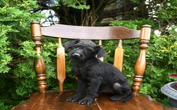 Toy Poodle dogs for sale: Licorice - Image 4